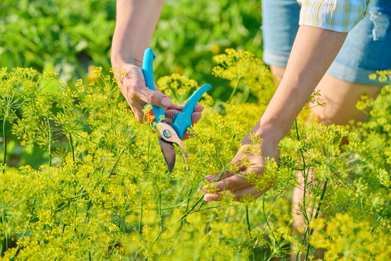 Dove il veleno regna sovrano: esplora il giardino mortale!