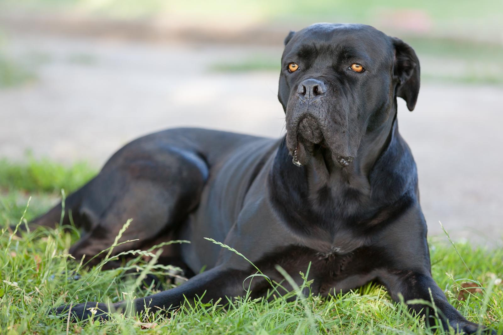 Abbandonato e legato: il dramma del cane Corso dopo un incidente!